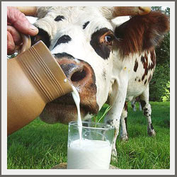 Ujednaeno dobijanje mleka