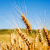 Setva pšenice